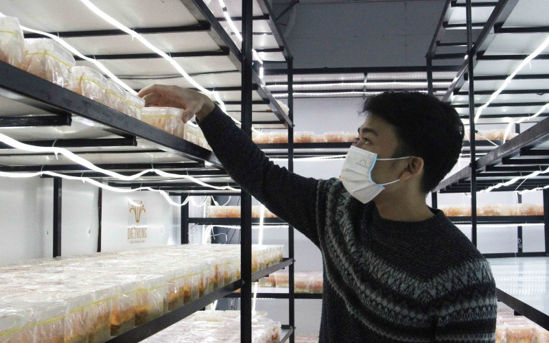 Nấm đông trùng hạ thảo được nuôi khép kín.