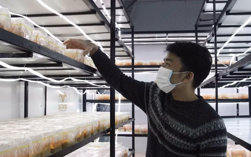 Nấm đông trùng hạ thảo được nuôi khép kín.