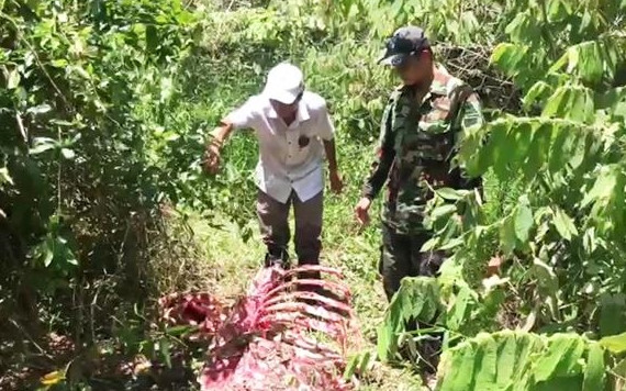 Khung xương cá thể bò tót bị sát hại.