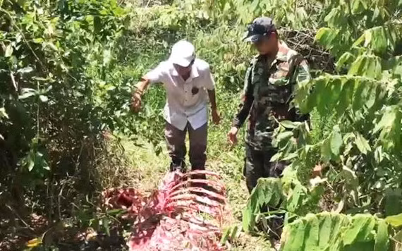 Khung xương cá thể bò tót bị sát hại.