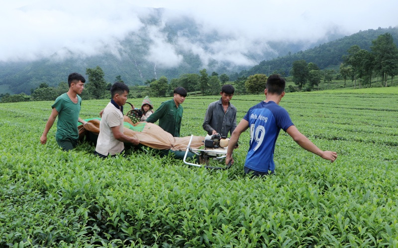 Cây chè là một trong những loại cây nông nghiệp hàng hóa chủ lực của Tân Uyên, đóng góp chung vào mục tiêu xây dựng nông thôn mới của huyện.