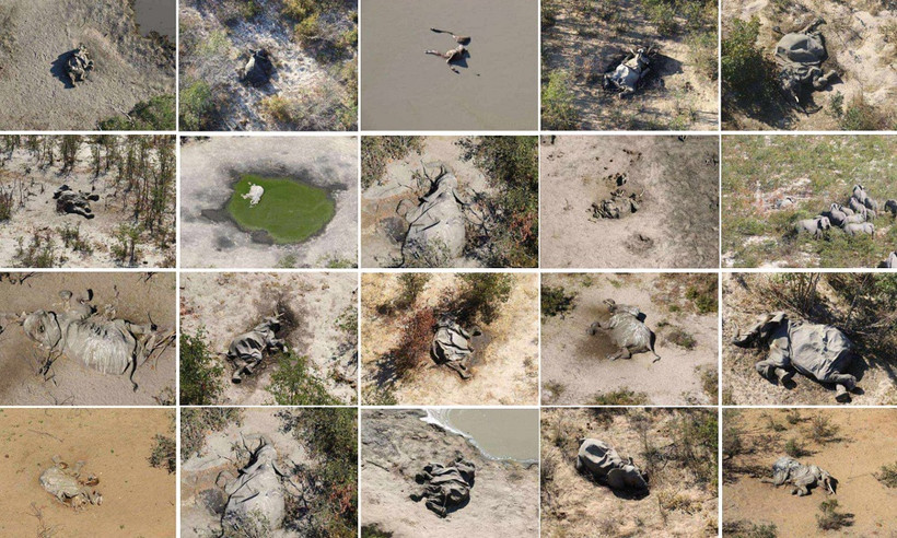 Hình ảnh chụp từ trên không của một số xác voi được nhìn thấy ở đồng bằng Okavango, Botswana.
