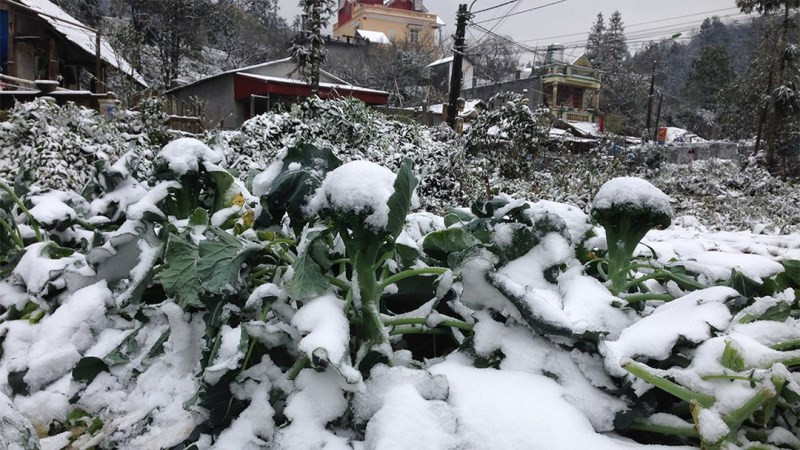 Không khí lạnh tăng cường, ở vùng núi cao có khả năng xảy ra băng giá và sương muối. (Ảnh minh họa)