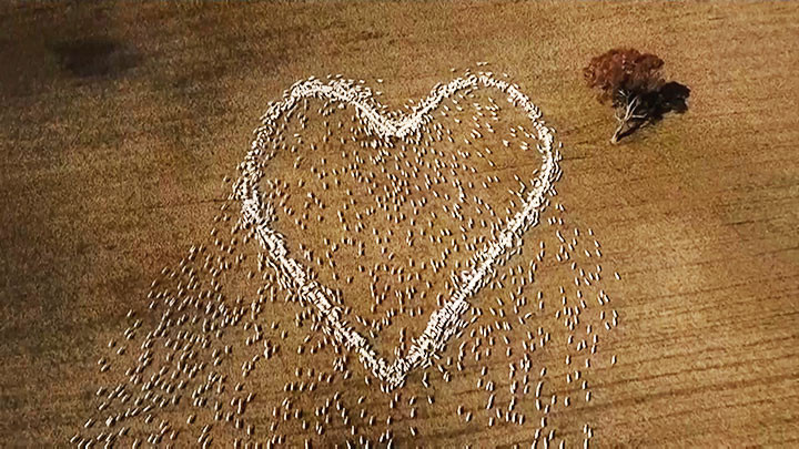 Xếp cừu để tưởng nhớ