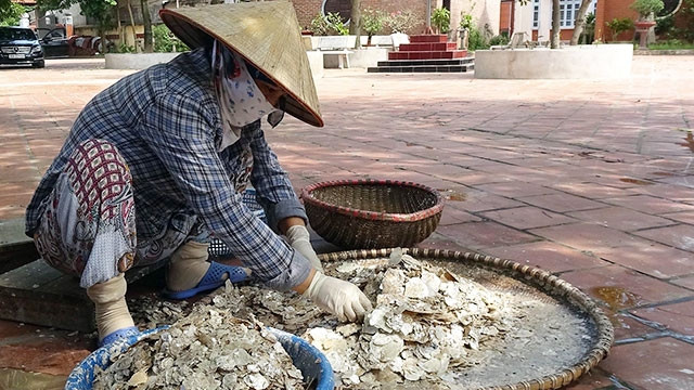 Xử lý xác vỏ điệp để làm bột. Ảnh: LÊ BÍCH