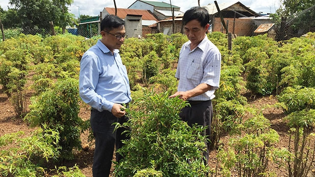 Người dân xã Cư M’gar, huyện Cư M’gar tự phát trồng cây dược liệu thay thế cây cà-phê do hiệu quả thấp. 