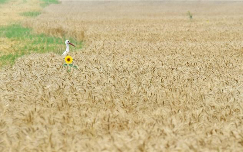 Một cánh đồng lúa mỳ ở làng Mala Dyvitsya, Ukraine. (Ảnh: AFP/TTXVN)