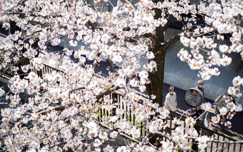 Rực rỡ mùa hoa anh đào nở rộ sớm kỷ lục ở Nhật Bản