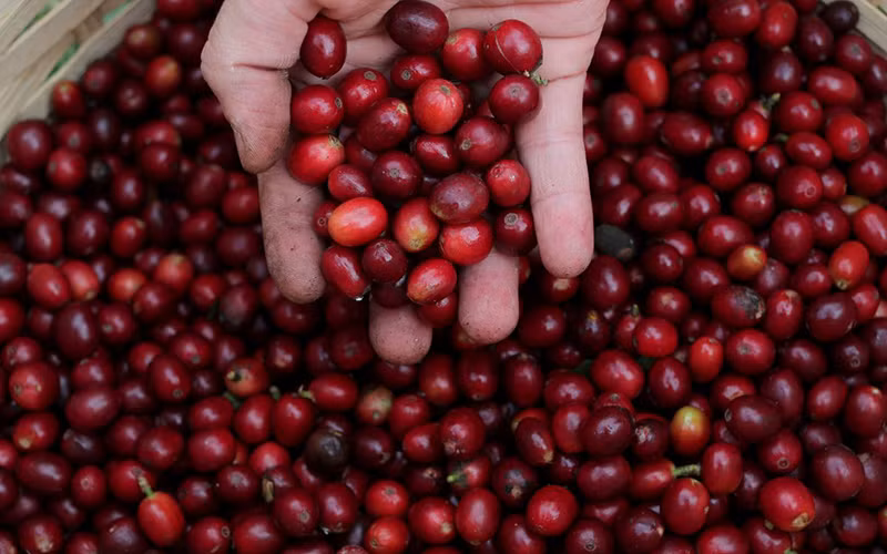 Nhóm nông sản lao dốc, giá dầu phục hồi trong tuần