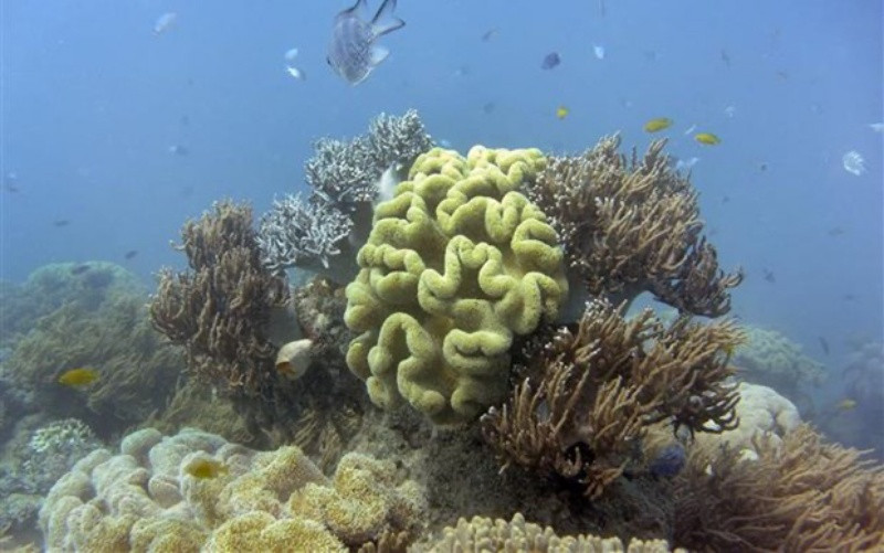 Rạn san hô Great Barrier ở Australia. (Ảnh: AFP/TTXVN)