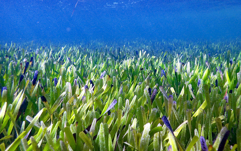 Thảm cỏ biển từ một cây cỏ biển cổ đại lớn nhất thế giới vừa được phát hiện ở vịnh Shark. (Ảnh: UWA)