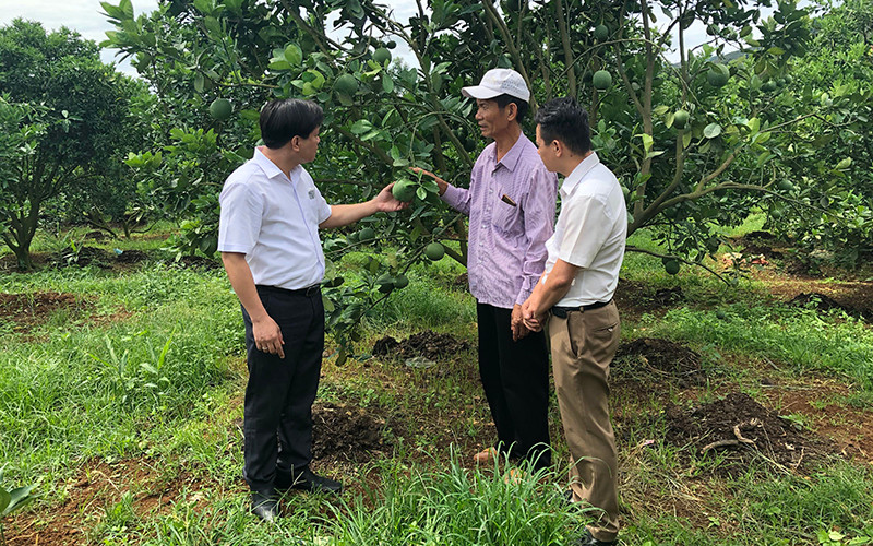Mô hình trồng cây ăn quả mang lại thu nhập cao ở Sơn La.