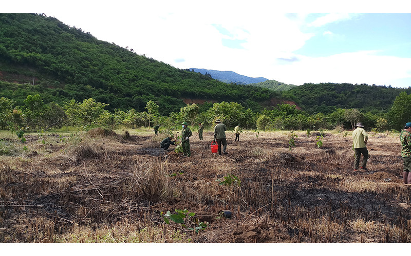 Trồng rừng trên địa bàn tỉnh Đắk Nông.