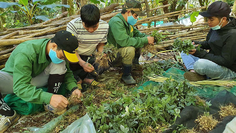 Công nhân Công ty cổ phần Sâm Ngọc Linh Kon Tum chuẩn bị cây sâm giống để đem đi trồng.