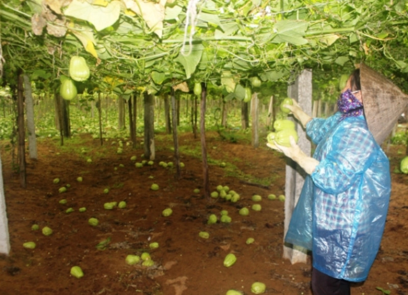 Su Su ở xã Quỳnh Liên, thị xã Hoàng Mai đến kỳ thu hoạch nhưng không tiêu thụ được.