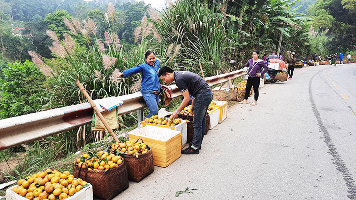 Không có người mua, nông dân xã Quang Thuận phải bày bán quýt dọc quốc lộ. 