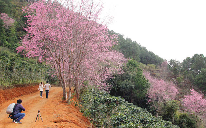 Du khách tìm đến những không gian mai anh đào ven đô. 