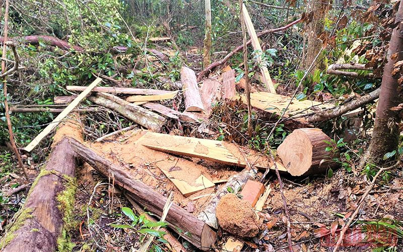 Hiện trường rừng Pơ-mu bị khai thác trái phép tại Tiểu khu 1219 do Công ty lâm nghiệp Krông Bông quản lý.
