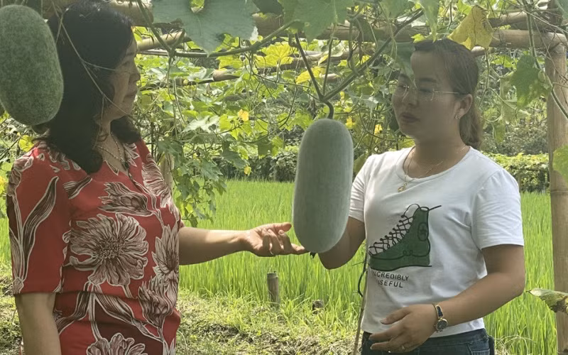 Du khách tận mắt chiêm ngưỡng những trái bí xanh thơm.