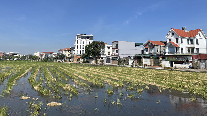 Không còn lũy tre, làng tôi giờ ken đặc nhà tầng cao thấp đủ kiểu.