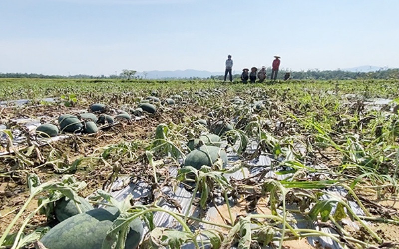 Sau đợt mưa, cánh đồng dưa ở huyện Phú Ninh thiệt hại nặng.