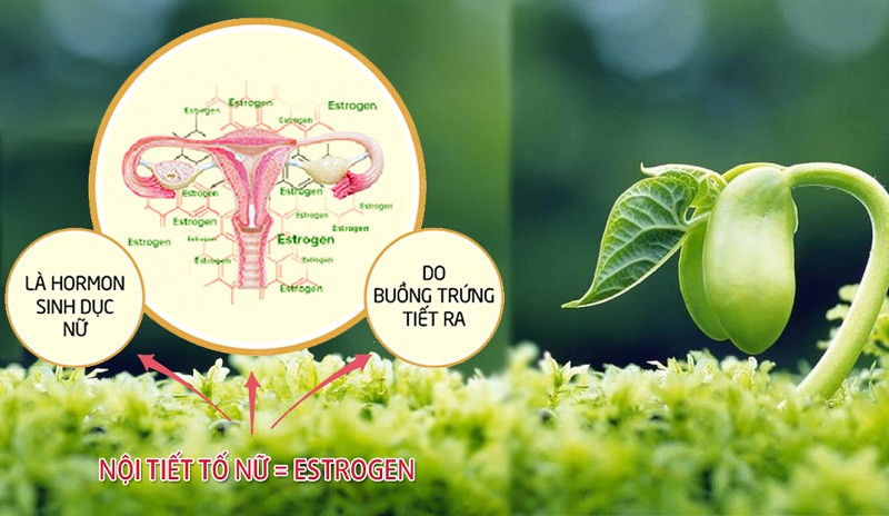 30% phụ nữ dưới 30 tuổi có dấu hiệu rối loạn nội tiết ở mức độ nhẹ