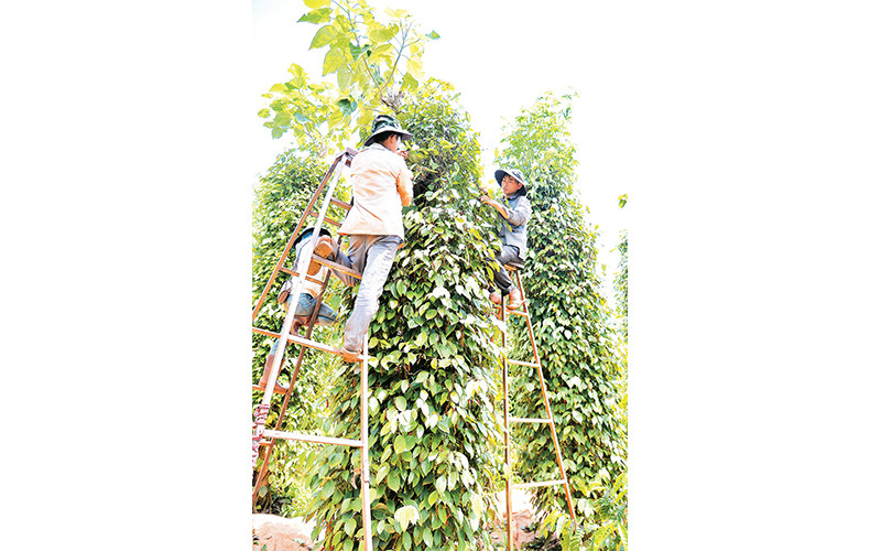 Thu hoạch hồ tiêu ở một trang trại thuộc Hợp tác xã Hoàng Nguyên (xã Thuận Hà, huyện Đắk Song). 