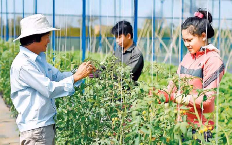 Trồng rau công nghệ cao ở TP Pleiku. (Ảnh chụp trước ngày 27/4/2021).