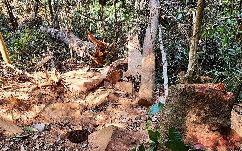 Hiện trường vụ vi phạm khai thác lâm sản tại Tiểu khu 486.
