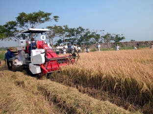 Máy gặt đập liên hợp của cơ sở Đại Lợi (Đồng Tháp).