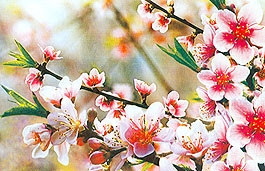 Nghệ nhân ghép thành công đào Nhật Tân với đào Đà Lạt