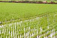 Đất nông nghiệp được chuyển
nhượng khi có các điều kiện
trong Luật Đất đai quy định.