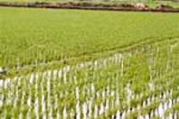 Đất nông nghiệp được chuyển
nhượng khi có các điều kiện
trong Luật Đất đai quy định.