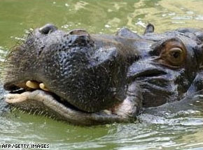 Một phần tư số loài động vật có vú đối mặt nguy cơ tuyệt chủng