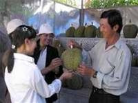 Sầu riêng Chín Hóa được công nhận giống quốc gia