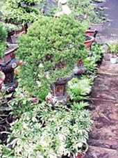 Một số cây xanh họ tùng
có thể trồng trong nhà.