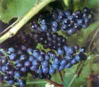 Cây nho mới bén đất Ninh Thuận