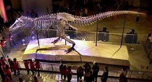 Sue - bộ xương hoàn chỉnh lớn nhất
của loài khủng long bạo chúa ăn thịt tại triển lãm.