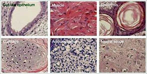 Các nhà khoa học chuyển đổi tế bào da
thành rất nhiều loại tế bào khác như
tế bào tim, cơ và mô não.