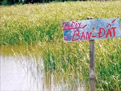 Chao đảo... vuông tôm!