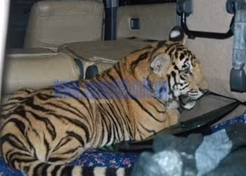 Con hổ nặng 57kg bị buôn bán trái phép. Ảnh: An ninh Thủ đô