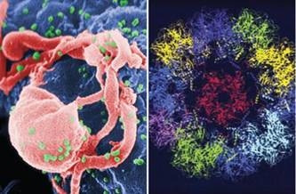 Hình ảnh virus HIV( bên trái) và virus HPV (bên phải).