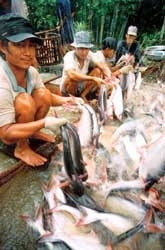 Để cá tra, cá ba sa phát triển bền vững