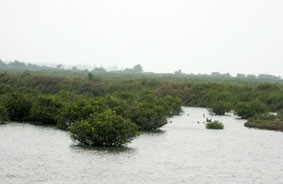 Vườn quốc gia Xuân Thủy nằm trong
Khu dự trữ sinh quyển sông Hồng.