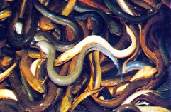 Những món ăn, bài thuốc từ lươn