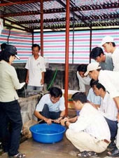 Hướng dẫn SV khoa thủy sản<br>ĐH Nông lâm TP Hồ Chí Minh<br>nghiên cứu bệnh của tôm.