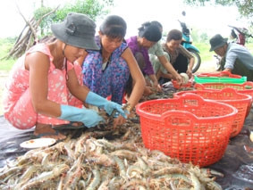 Thu hoạch tôm sú ở huyện Cầu Ngang.