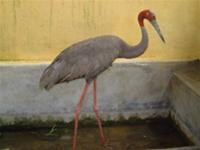 Cứu một con sếu đầu đỏ ở Tây Ninh