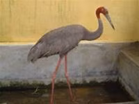 Cứu một con sếu đầu đỏ ở Tây Ninh