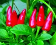 Vị thuốc từ quả ớt